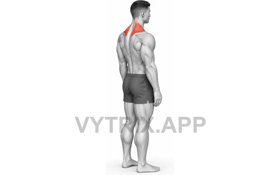 Uitvoering van Forward Neck Flexion Stretch (Bodyweight)